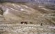 wilderness_1.jpg (5378 bytes)