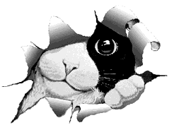 CAT.GIF