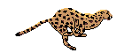 CHEETAH.GIF