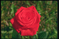 ROSE.GIF