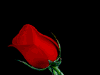 ROSE1.GIF