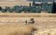 samaria_hill_country_3.jpg (5491 bytes)